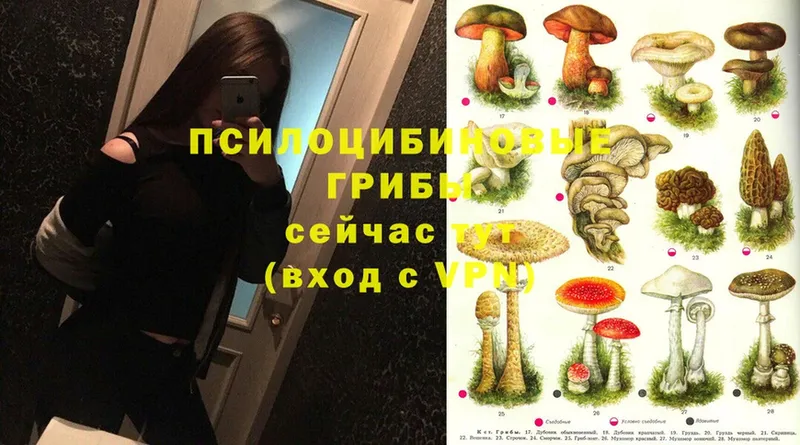 Галлюциногенные грибы MAGIC MUSHROOMS  Балей 